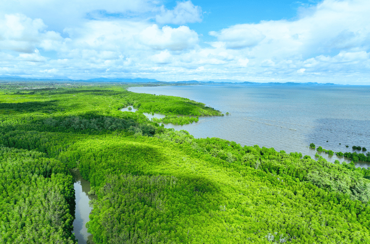 A photo of a mangrove forest