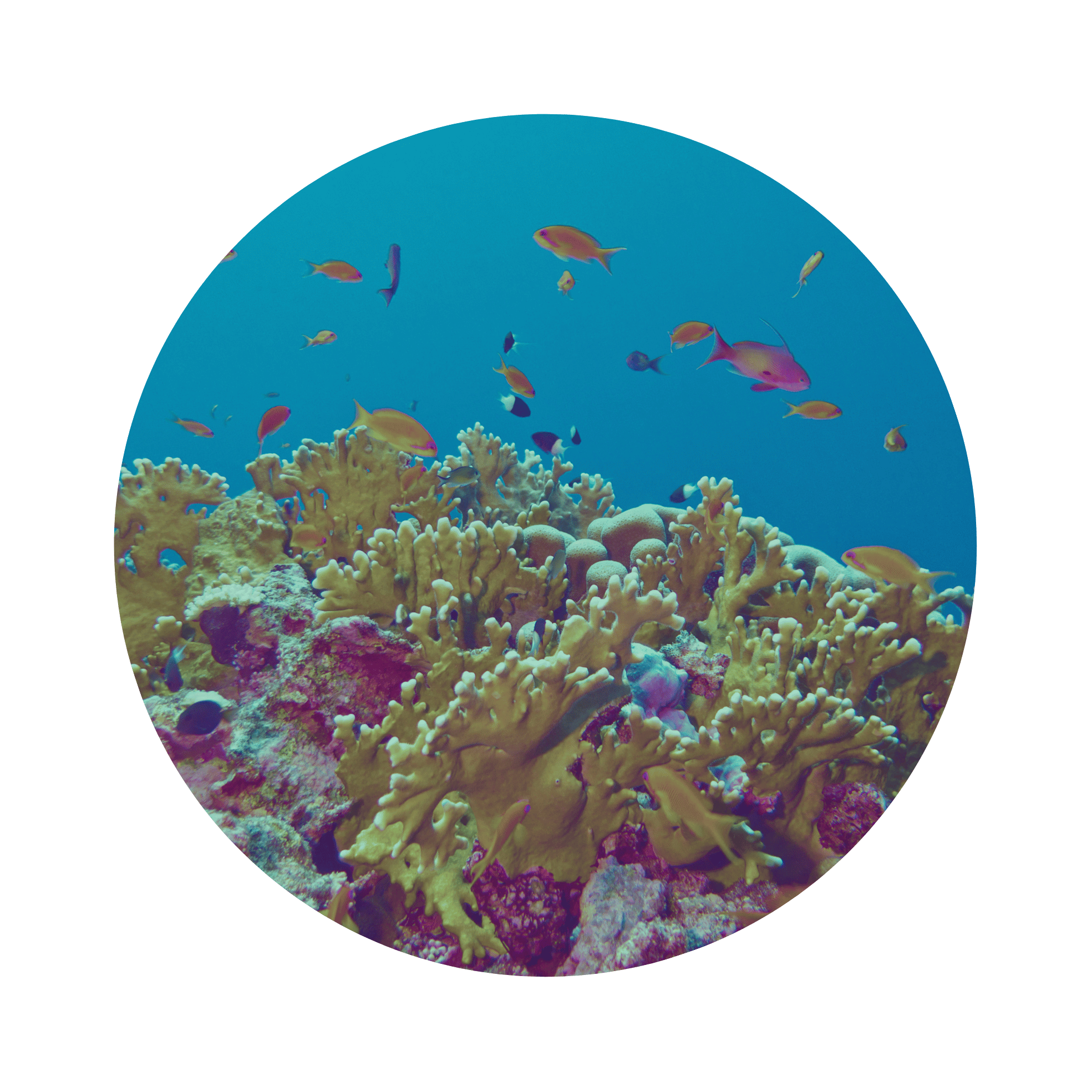 A photo of a healthy reef